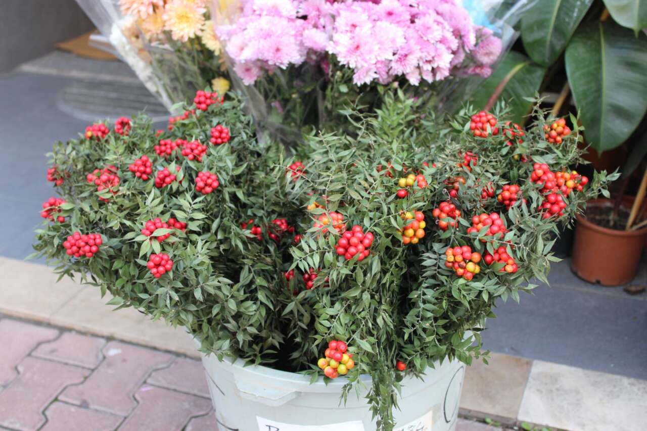 Menteşe’de Kokina Çiçeğine Talep Artıyor: Yeni Yıla Doğru İlgi Zirvede 2